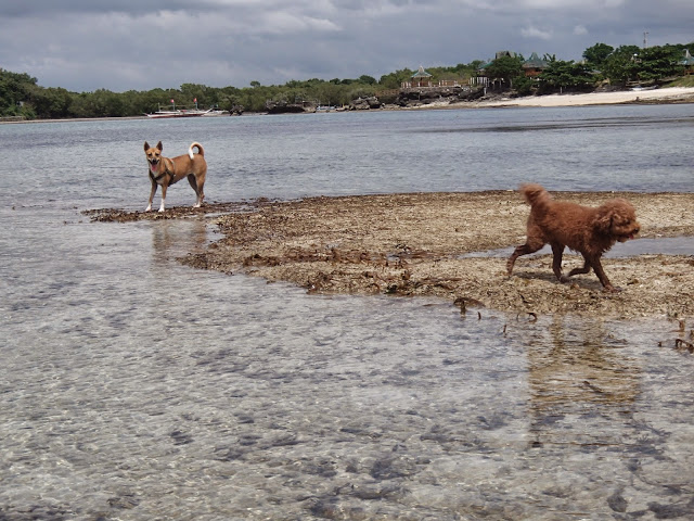 our dogs playing at stilts calatagan