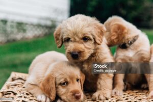 Mini Labradoodles: The Perfect Companion Dog