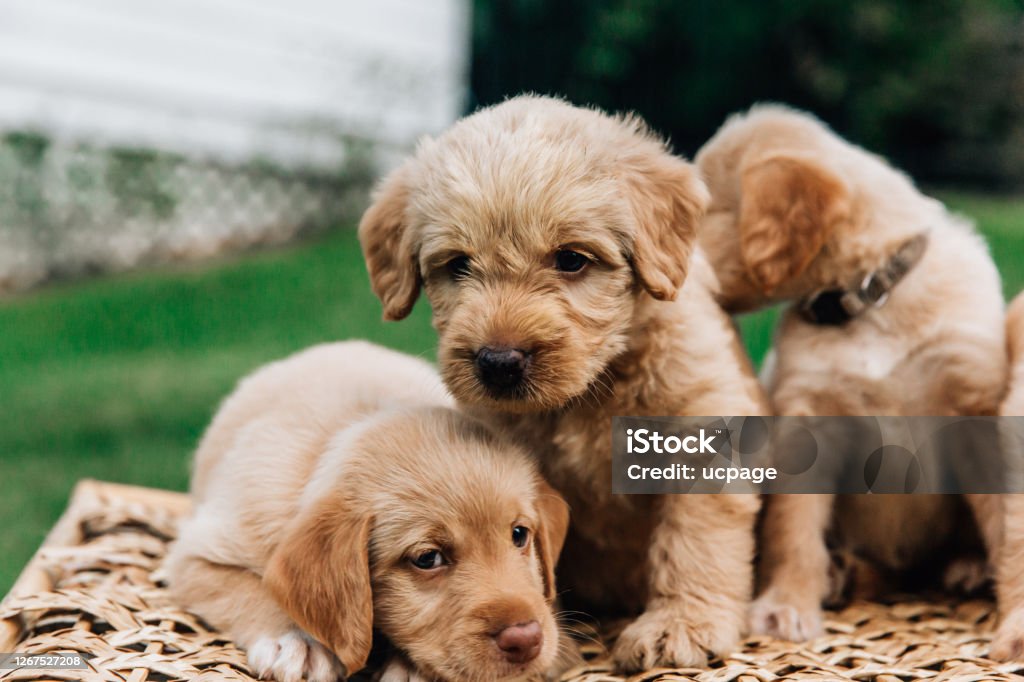 Mini Labradoodles: The Perfect Companion Dog